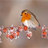 Robin (Erithacus rubecula) adult perched on crab apples in winter, Scotland, UK